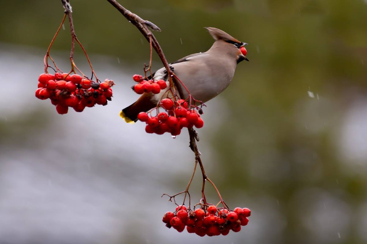 Bird gobbling a berry from a hedge shrub