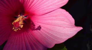 Single well-cared for hibiscus moscheutos flower