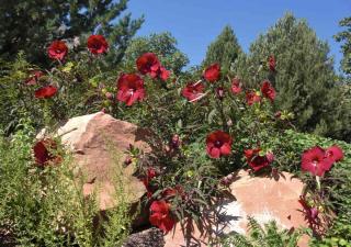 Landscaping with a red hibiscus moscheutos variety
