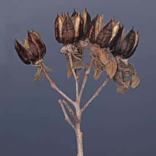 Propagating Hibiscus moscheutos