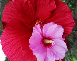 Hibiscus moscheutos flower behind a smaller Hibiscus syriacus flower