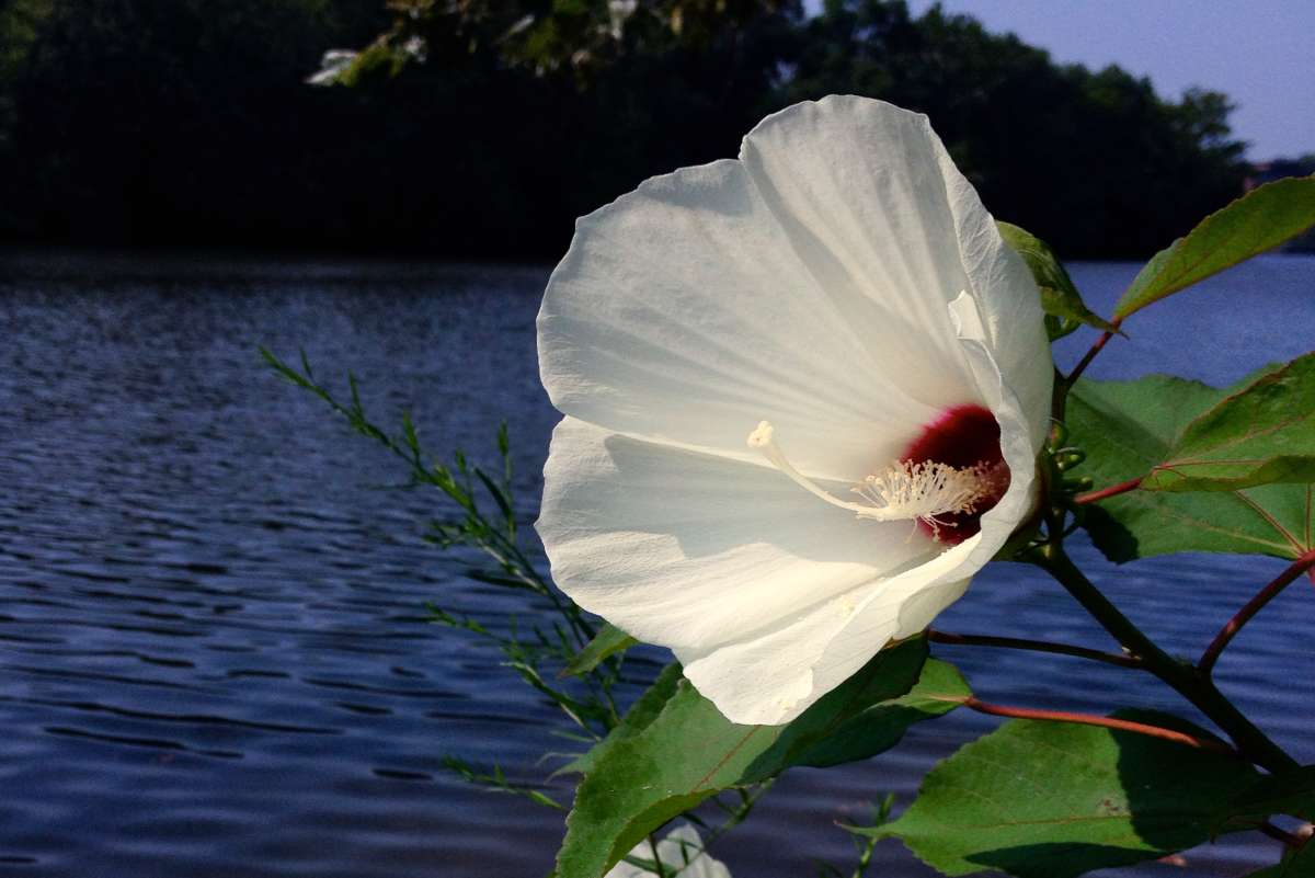Fresh Madagascar Hibiscus Starter Plant – Rose Of Sharon, Live Bare Root, US Shipped