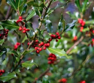 Shelter is one of the strengths of holly, with prickly evergreen leaves