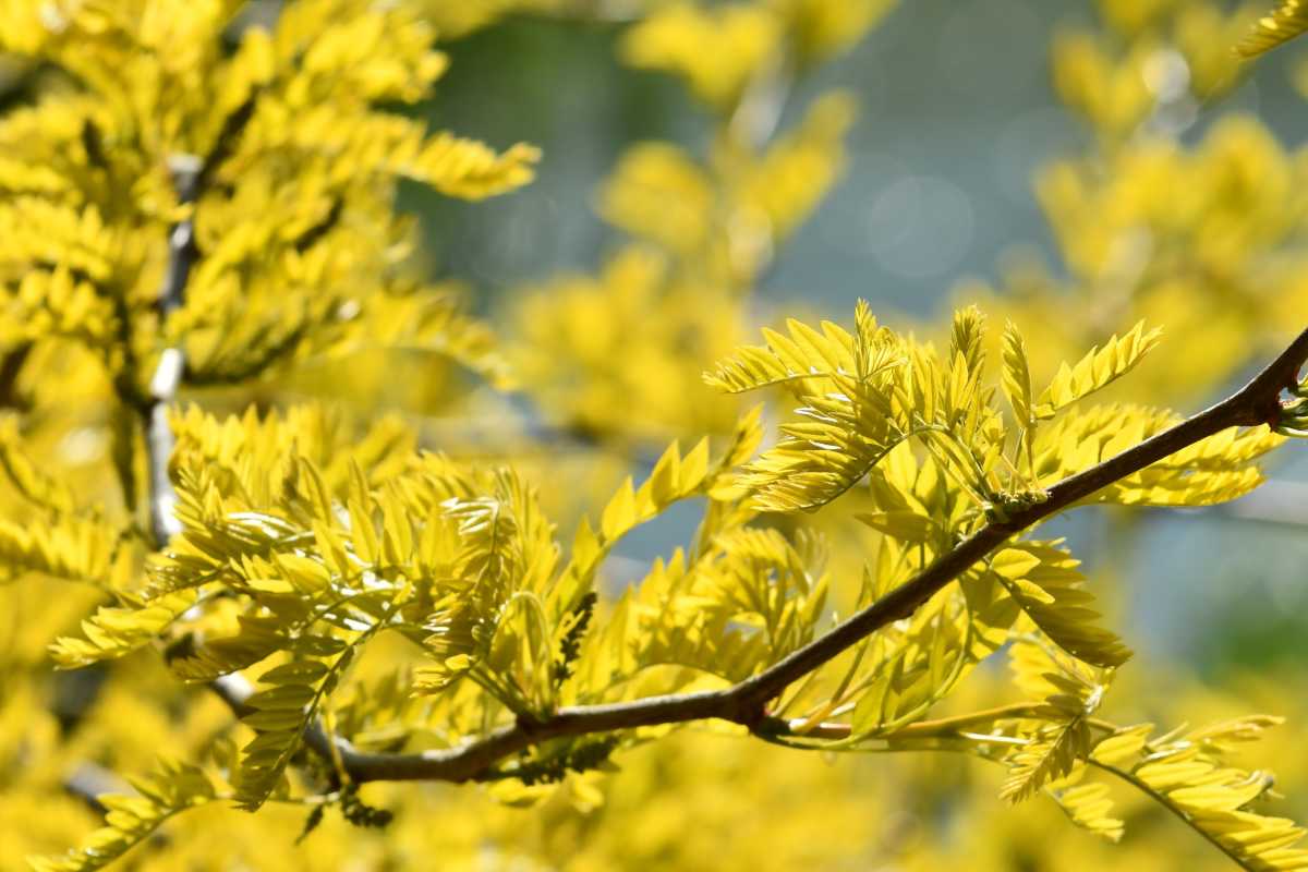 Honey locust planting and care