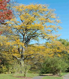 Plant honey locust as a standalone