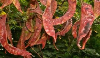 Interesting pods appear after the flowers, they readily sprout