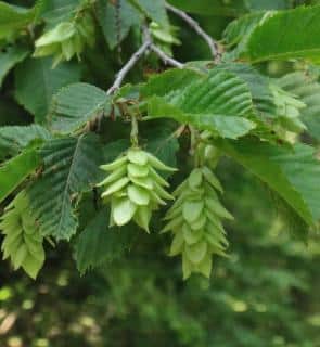 Fresh hophornbeam flowers