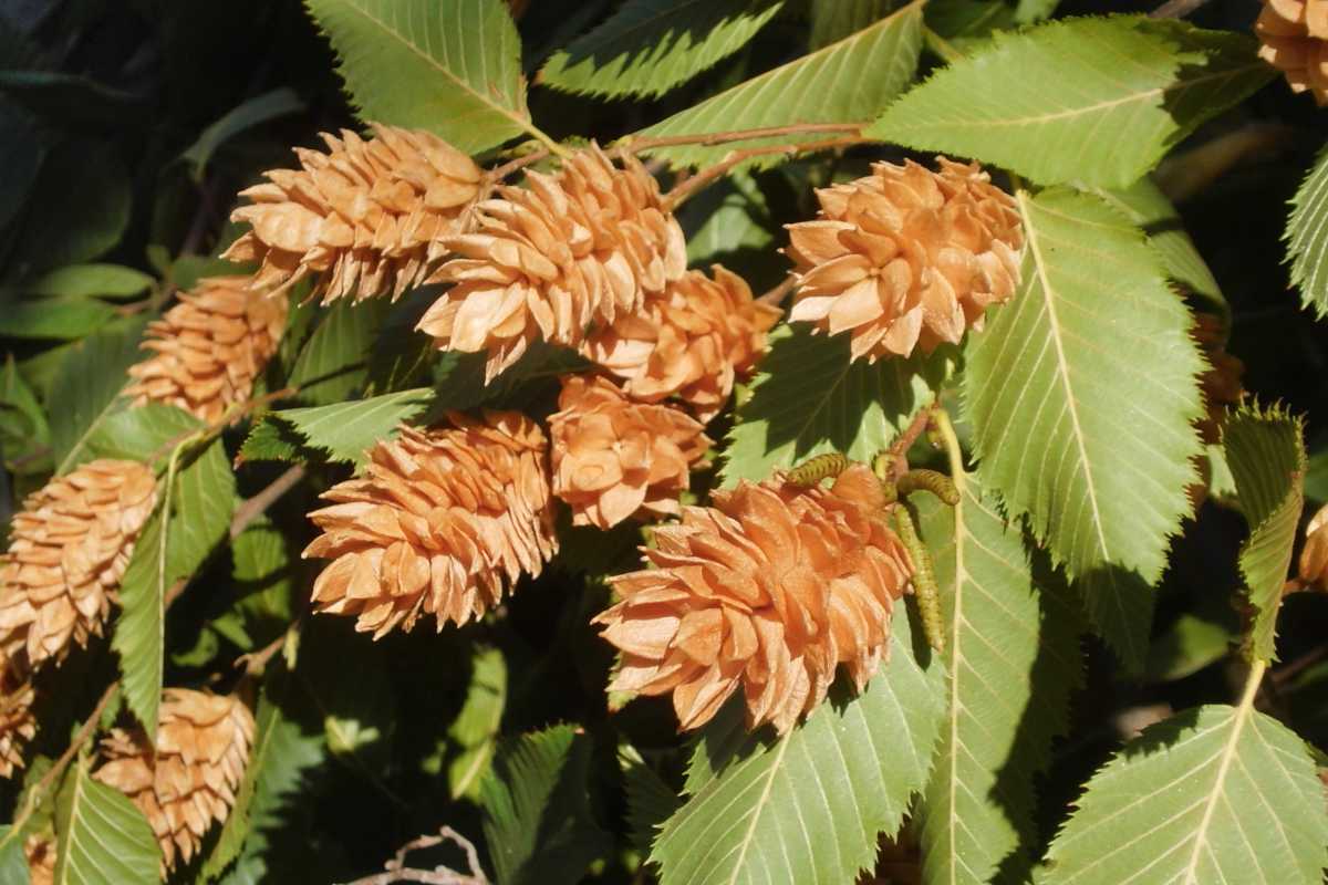 Hop hornbeam leaves and flowers