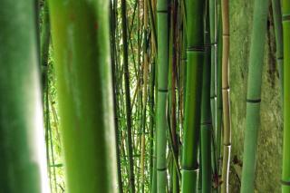 Choosing the right bamboo for planting