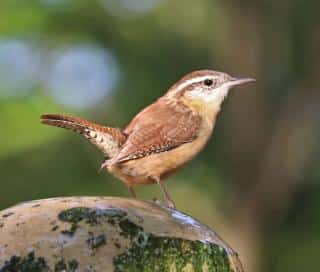 The wren is tiny but very loud