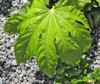 Plants with huge leaves that are nonetheless hardy include this fatsia