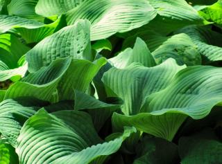 Hosta varieties have large leaves, some particularly so, like this sum and substance hosta