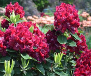 Rhododendron in full bloomin, not releasing pollen