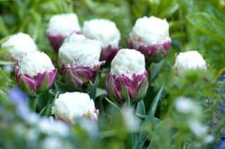 Proper care for your ice cream tulipa will give you beautiful flowers