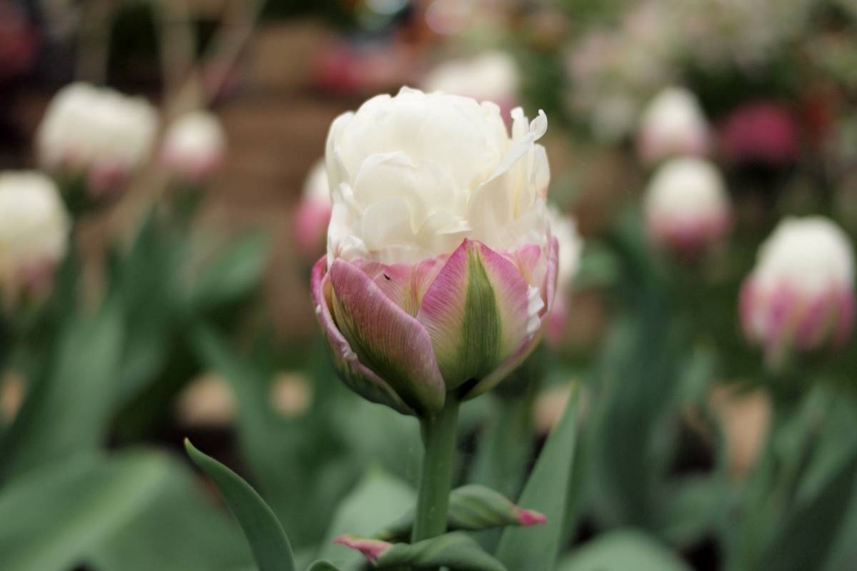 Ice Cream tulip looks like an ice-cream cone with two scoops