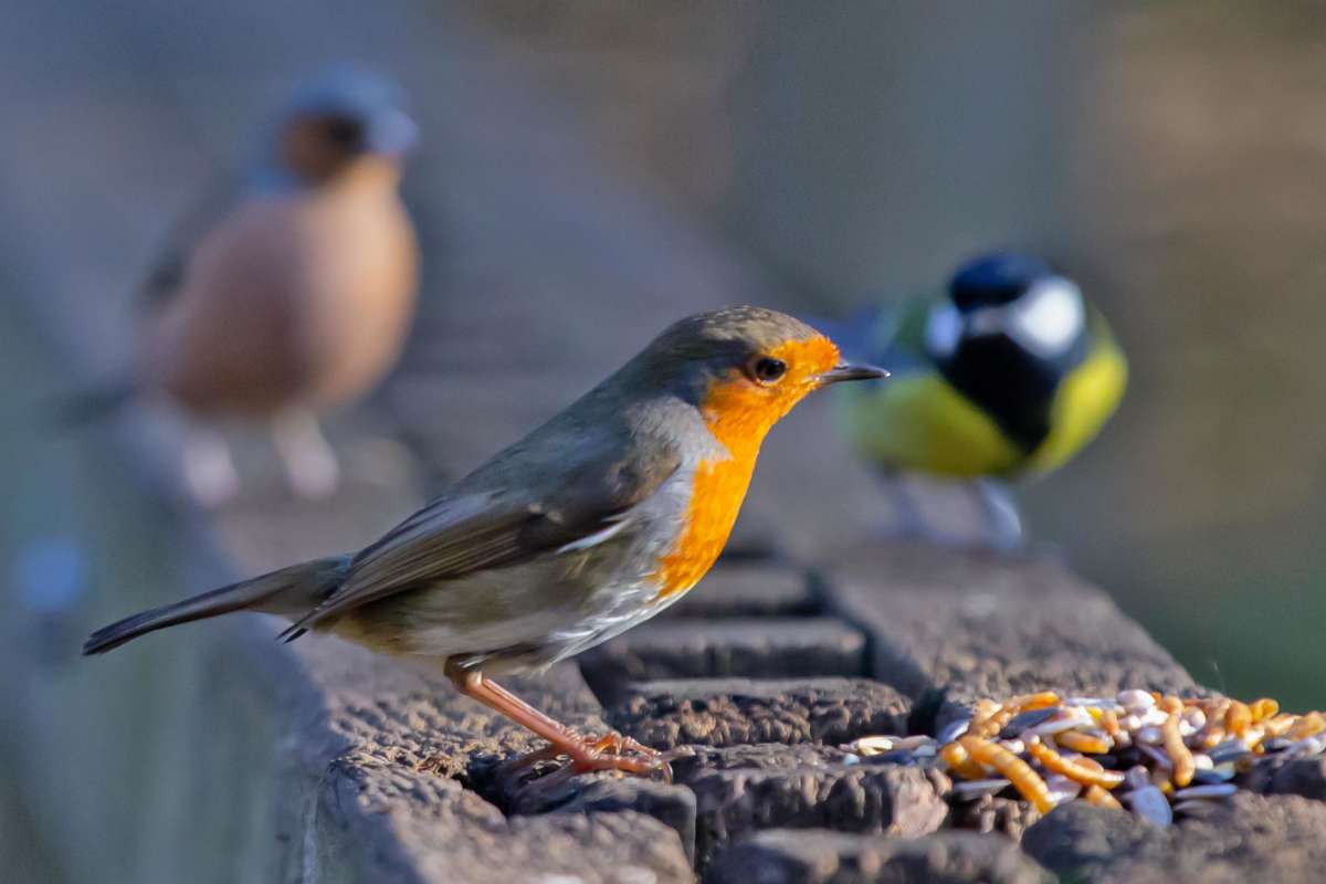 Three different garden birds and how to identify them