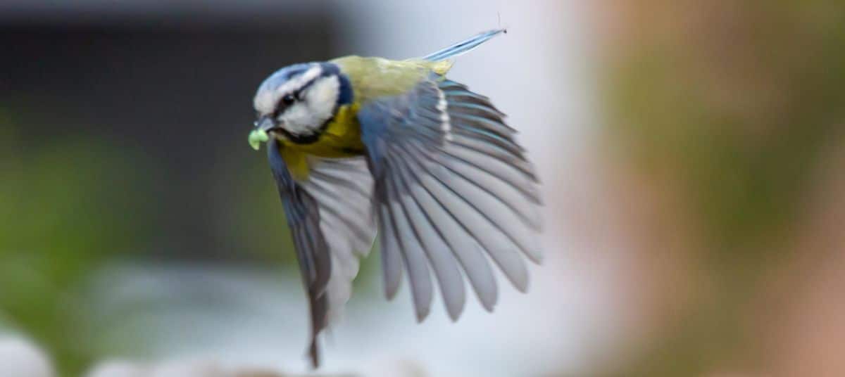 Increase biodiversity, and birds will help control pests