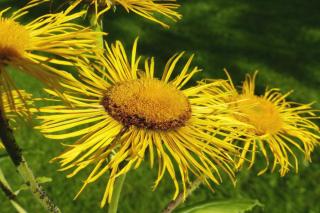Inula is a plant that is beautiful for landscaping