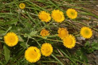 Deadheading is but one of the tasks to care for inula properly