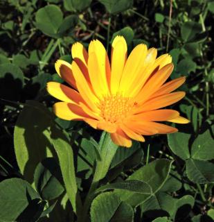 Inula ensifolia, a very short variety