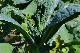 Lacinato kale leaves growing lush and tall