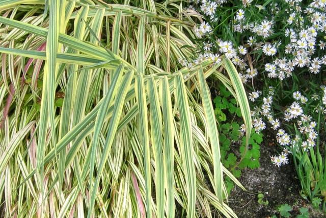 Landscaping with heath pearlwort