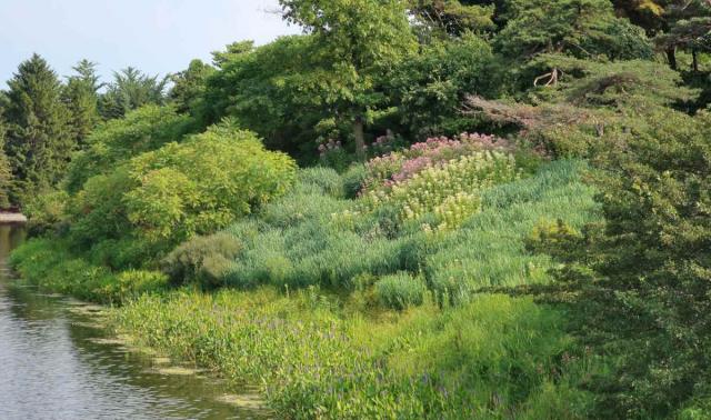 Landscape uses of panicum virgatum include large grassy beds
