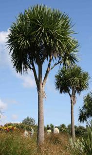 Cordyline grows tall