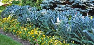 Dinosaur kale, lacinato, doubles as an ornament