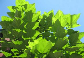 Paulownia is a large-leaf tree that is vigorous