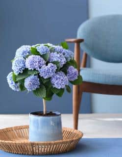 Magical hydrangea in tree form in a living room