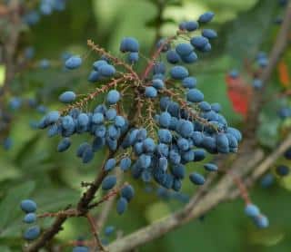 Mahonia berries appear in different seasons for birds
