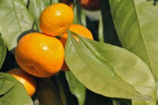 Mandarin orange tree