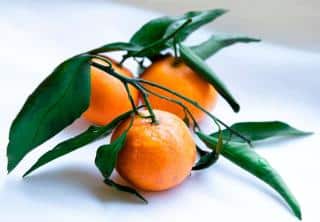 Harvesting mandarin often is done with twigs to vouch for freshness