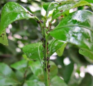 Aphids on a mandarin tree
