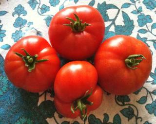 Harvest of four marmande tomatoes