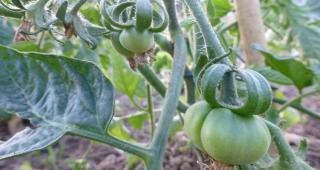 Tomato planting with marmande tomatoes