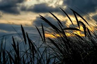 Marram grass against the sunset