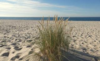 Caring for marram grass is easy and only involves cutting it back in winter