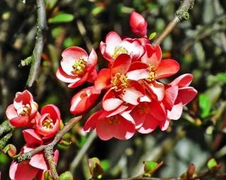 Maule's quince gives birds berries