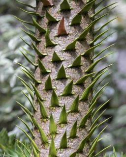 Trunk with sharp spikes of the araucaria araucana tree