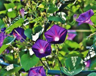 Morning glory, or bindweed, only needs care if you want to control it