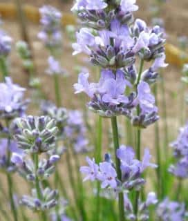 Close-up of a few munstead lavender flowers