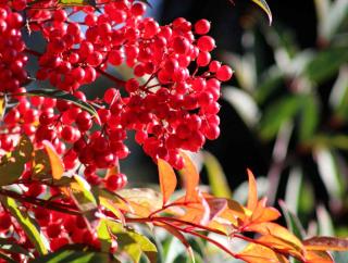 Nandina domestica, the sacred bamboo, is a shrub that bears juicy fruits