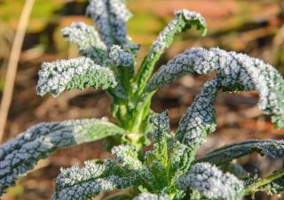 Frost on nero di toscane lacinato kale