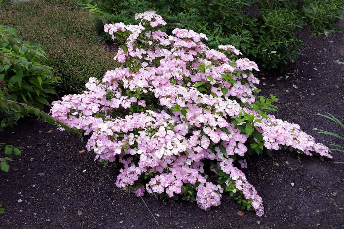 Unusual hydrangeas