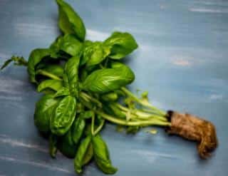 Sowing and transplanting new grand vert basil seedlings