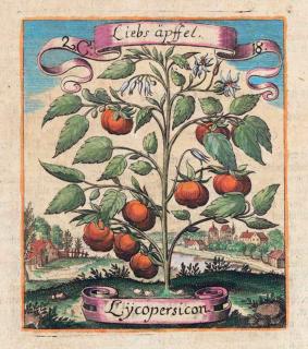 Old german image of an ornamental tomato vine