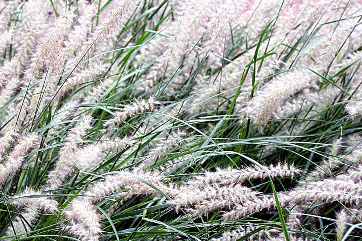 Oriental fountain grass seed pods swaying in the wind