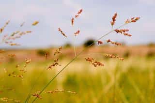 Panicum virgatum